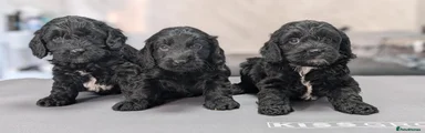 Cockapoo 4