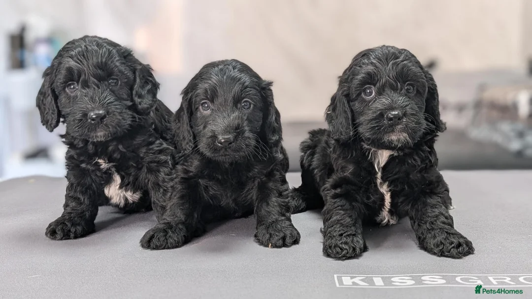 Cockapoo dogs for sale: Licensed breeder, health tested F1 cockapoos - Advert 38