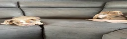 Olde English Bulldogge dogs for sale: Olde English bulldogge puppies - Advert 10