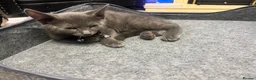 Russian Blue cats for sale: Russian blue  in Hemel Hempstead - Advert 3