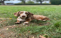 Miniature Dachshund dogs for stud: Mini Dachshund proven stud - Jelly - Image 2