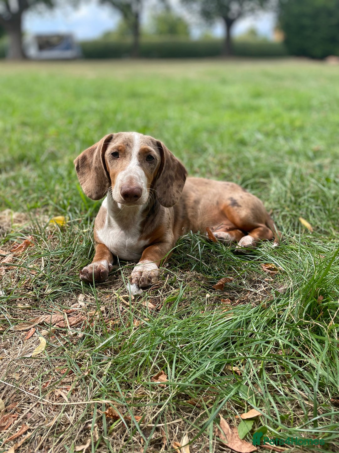 Miniature Dachshund dogs for stud: Mini Dachshund proven stud - Jelly - Image 2