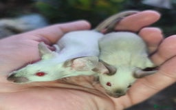 Mouse rodents for sale: Siamese, satin and black female mice  - Image 7