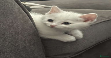 Ragdoll cats - Advert 12