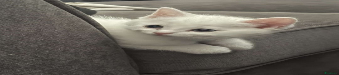 Ragdoll Kitten 2