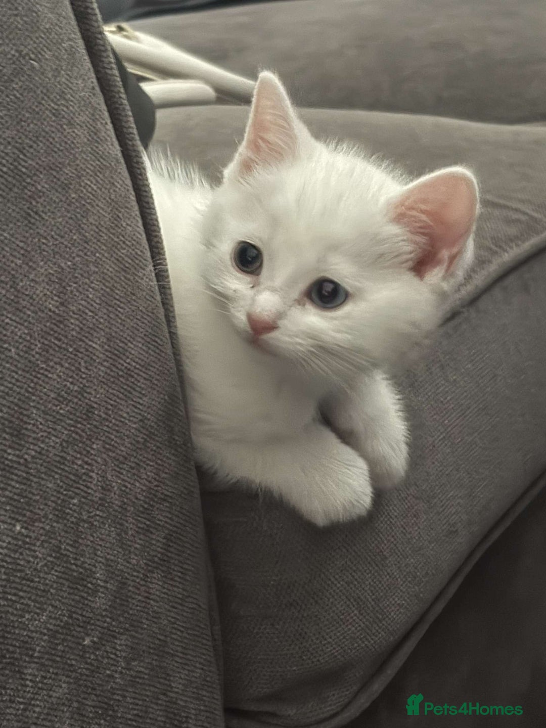 Ragdoll cats for sale: Ragdoll X British Shorthair Kittens - Image 2