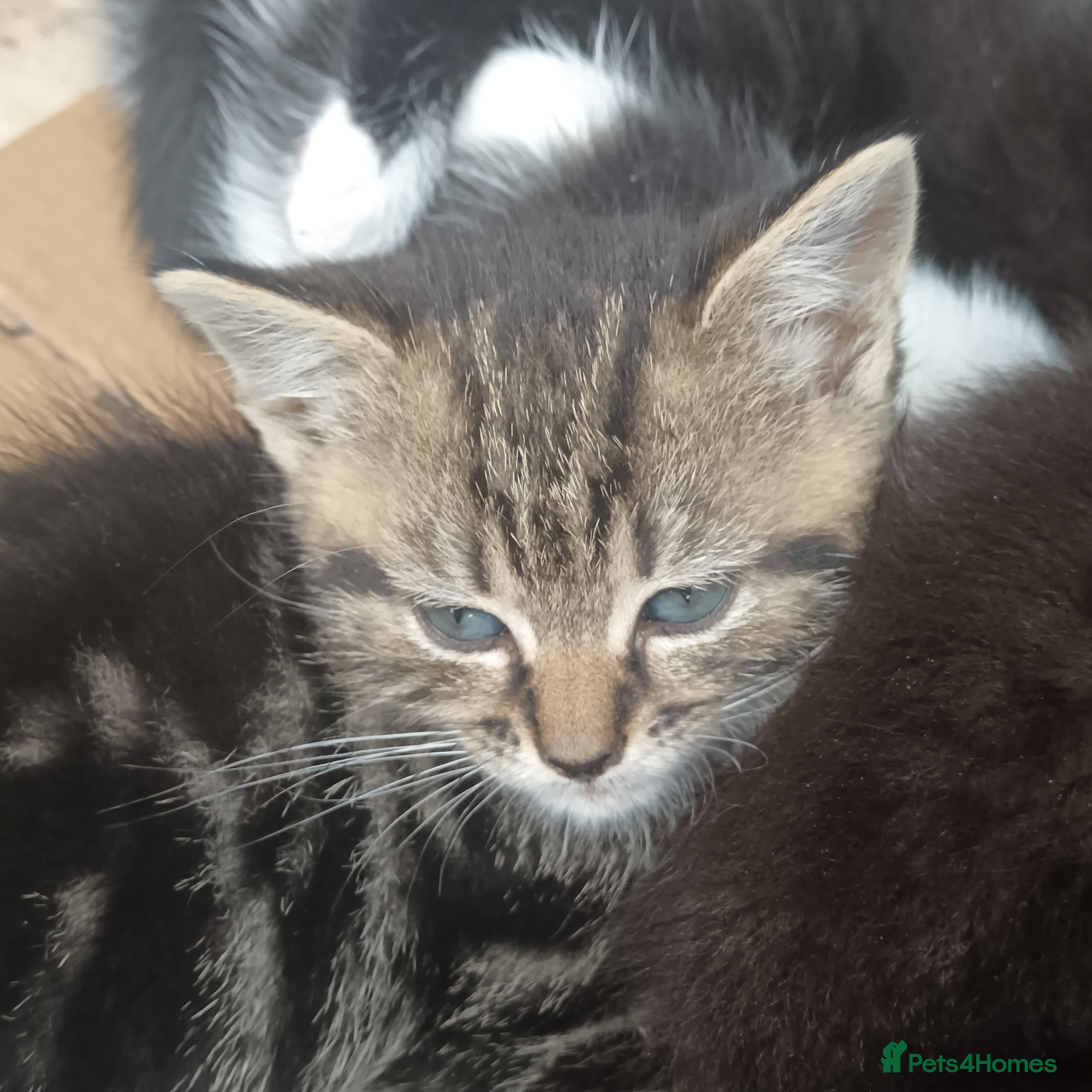 British Shorthair cats for sale: Cute Adorable baby kittens!!!  - Advert 4