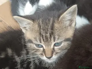 British Shorthair cats for sale: Cute Adorable baby kittens!!! - Advert 4