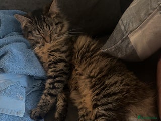 Mixed Breed cats 3 beautiful kittens ❤️ - Advert 1