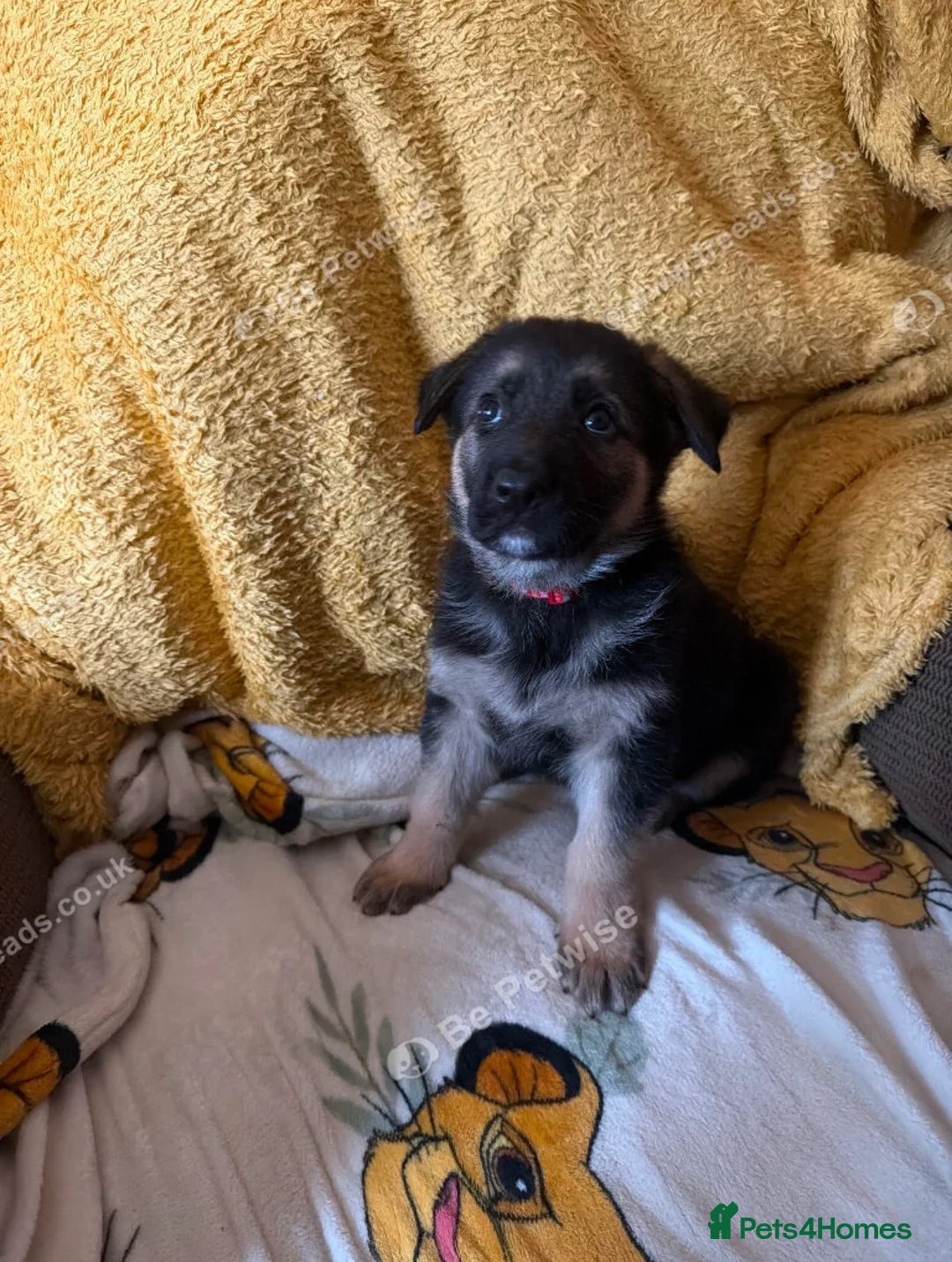 German Shepherd dogs for sale: German Shepard puppies - Advert 5