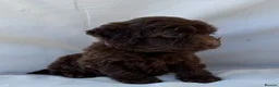 Cockapoo dogs for sale: BEAUTIFUL F1 COCKAPOO PUPPIES - Advert 6