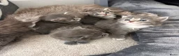 Ragdoll cats for sale: Four beautiful blue Ragdoll tabby point kittens - Advert 7