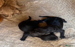 Labrador Retriever dogs for sale: Black/fox Labrador kc with 5 wks free insurance  - Image 6