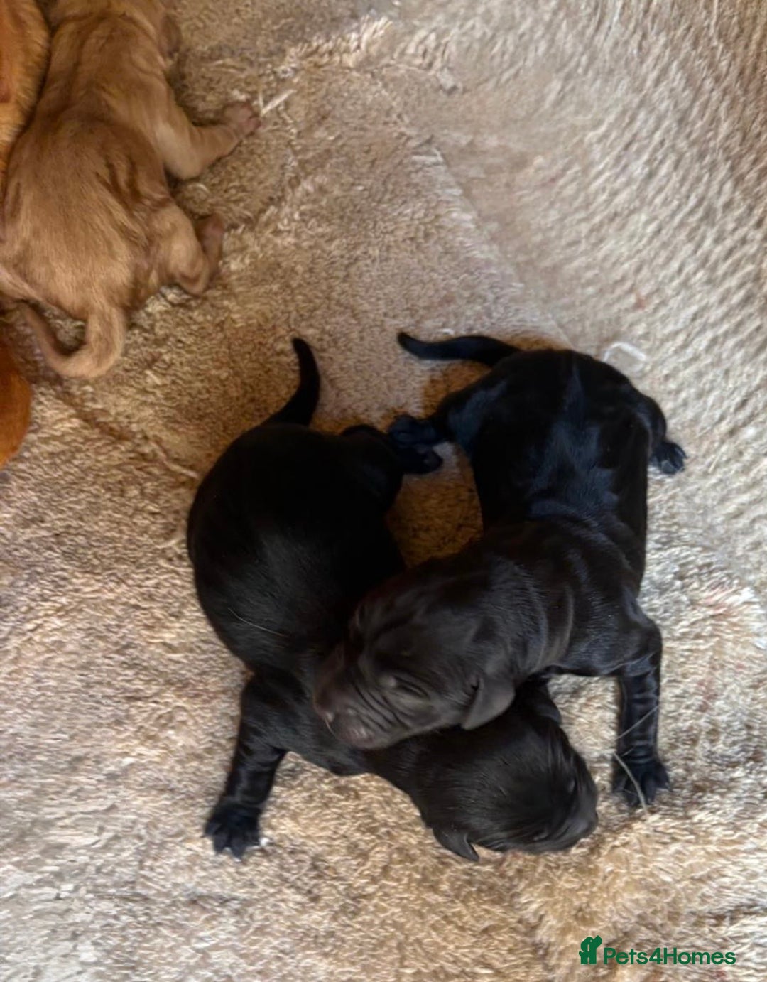 Labrador Retriever dogs for sale: Black/fox Labrador kc with 5 wks free insurance  - Image 6