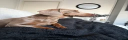 Miniature Dachshund dogs for sale: Two female miniature daschunds in Cwmbran - Advert 5
