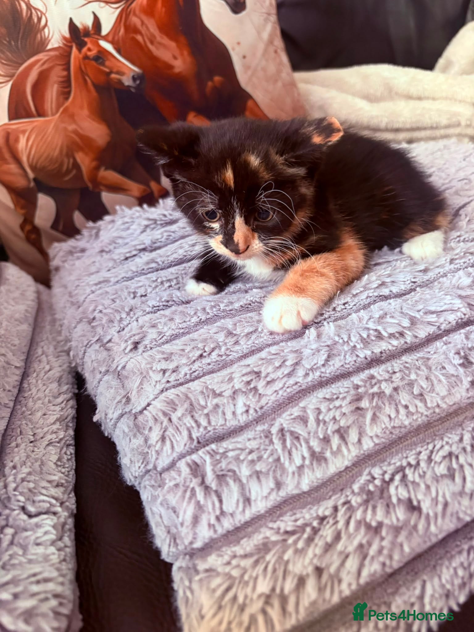 Mixed Breed cats READY NOW Beautiful kittens - Advert 8