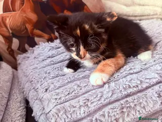Mixed Breed cats READY NOW Beautiful kittens - Advert 1