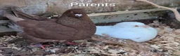 Doves birds for sale: Modena and Garden Fantail pigeons - Advert 3