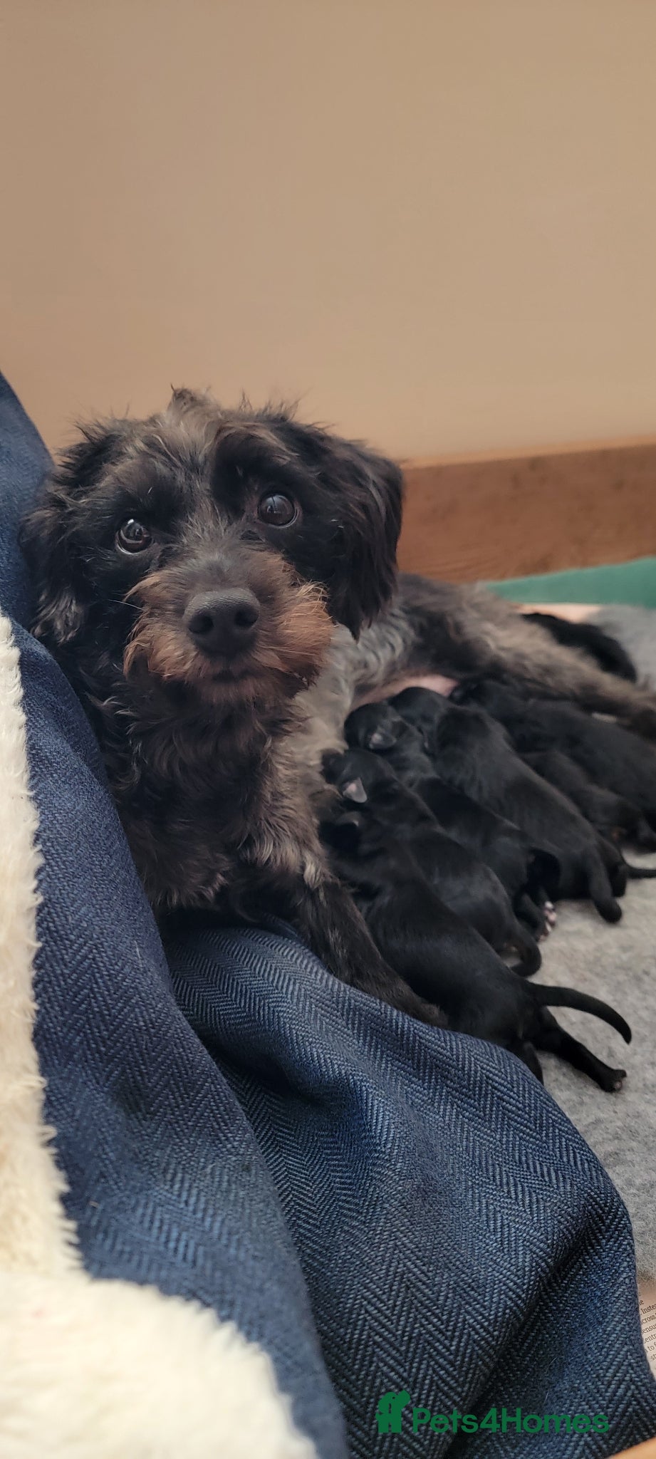 Mixed Breed dogs Cocker Spaniel X Mini Poodle X Border Terrier Pups - Advert 1