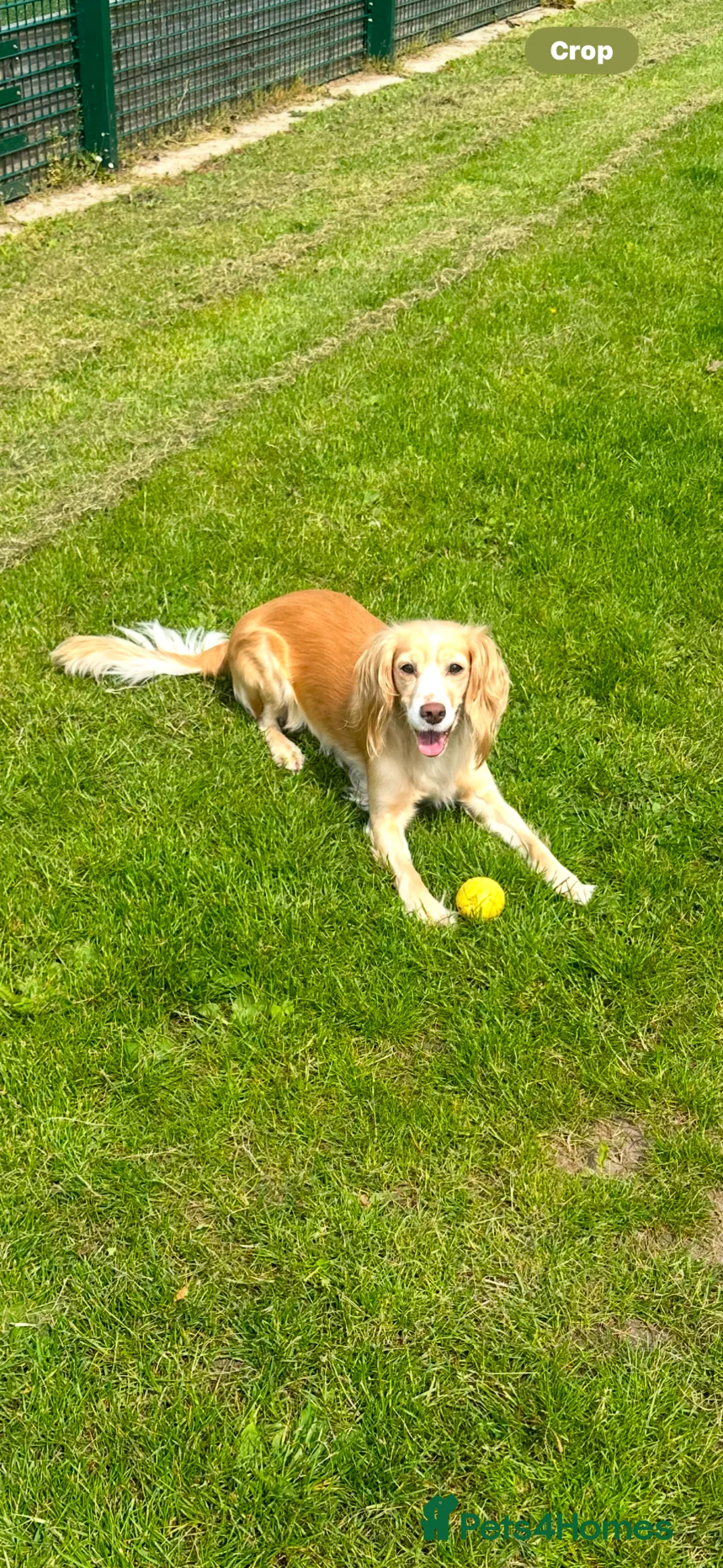 Cocker Spaniel dogs for sale: 7 stunning girl cocker spaniel puppies  in Stourport-on-Severn - Advert 1