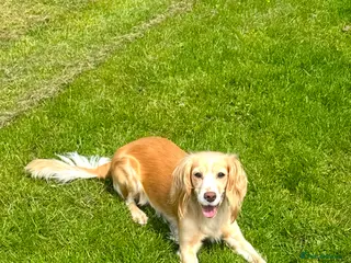 Cocker Spaniel dogs 7 stunning girl cocker spaniel puppies - Advert 1