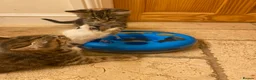 Mixed Breed cats for sale: Beautiful girl kittens  - Advert 2