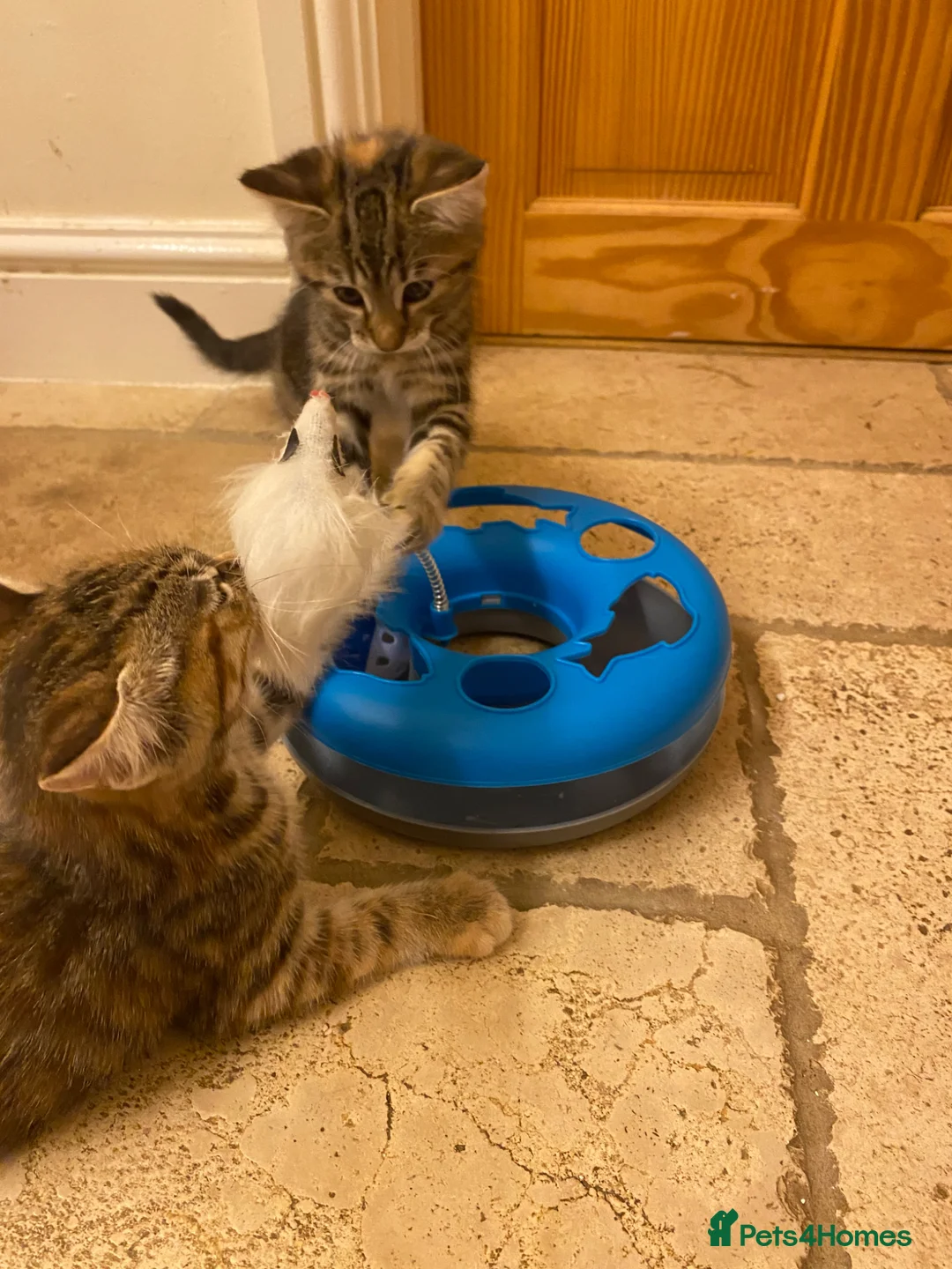Mixed Breed cats for sale: Beautiful girl kittens  - Advert 2