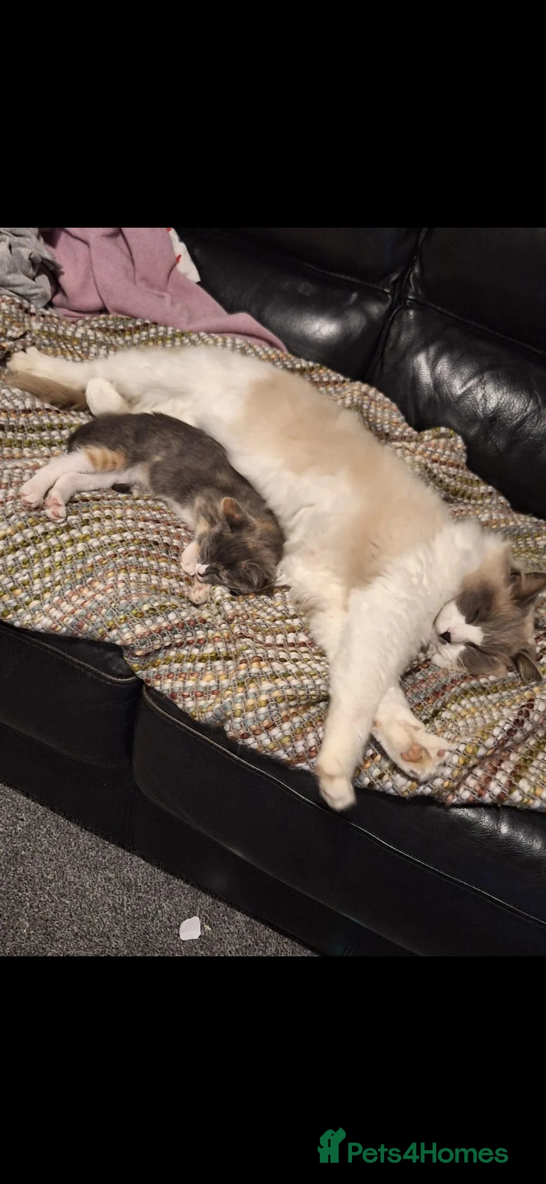 Ragdoll cats for sale: Simba, age 4 boy - Advert 2