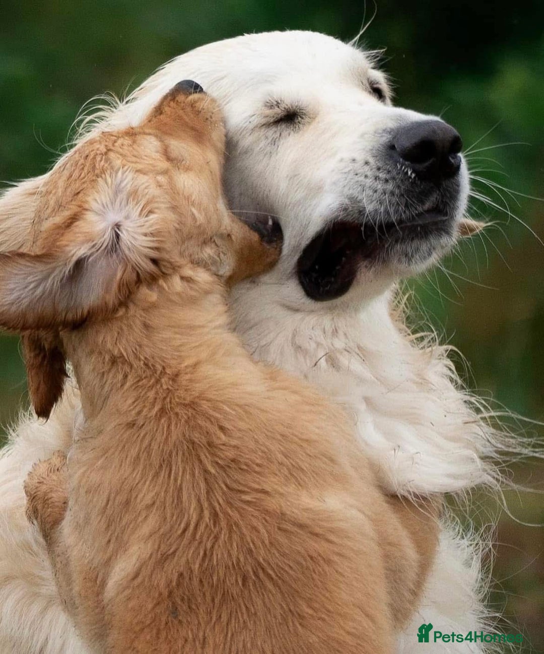 Golden Retriever dogs for stud: Fully health tested therapy dog  - Image 31