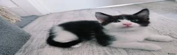 Mixed Breed cats for sale: Lovely kittens looking for a loving home ❤️ - Advert 15