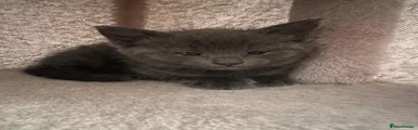 Mixed Breed Kitten 1
