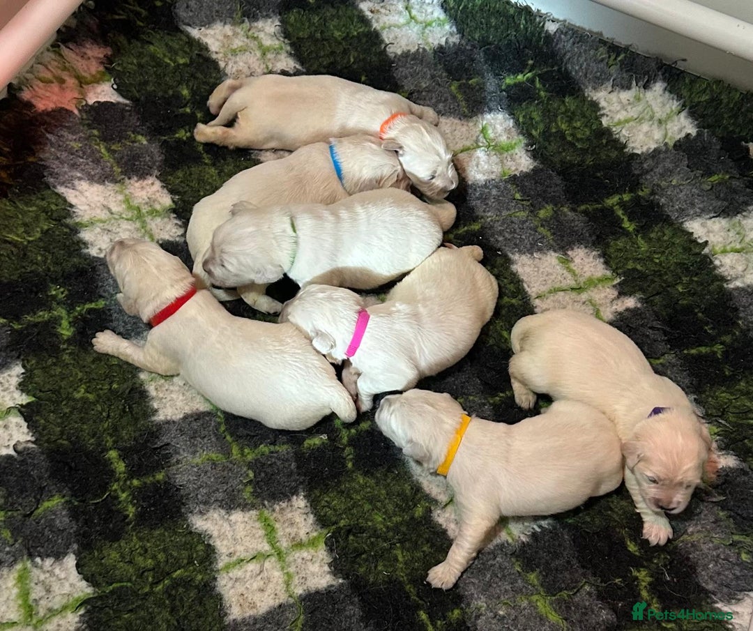 Golden Retriever dogs for sale: Chunky, cream pups - Image 12