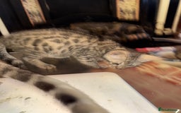 Bengal cats for sale: Bengal kittens tegistered - Image 7