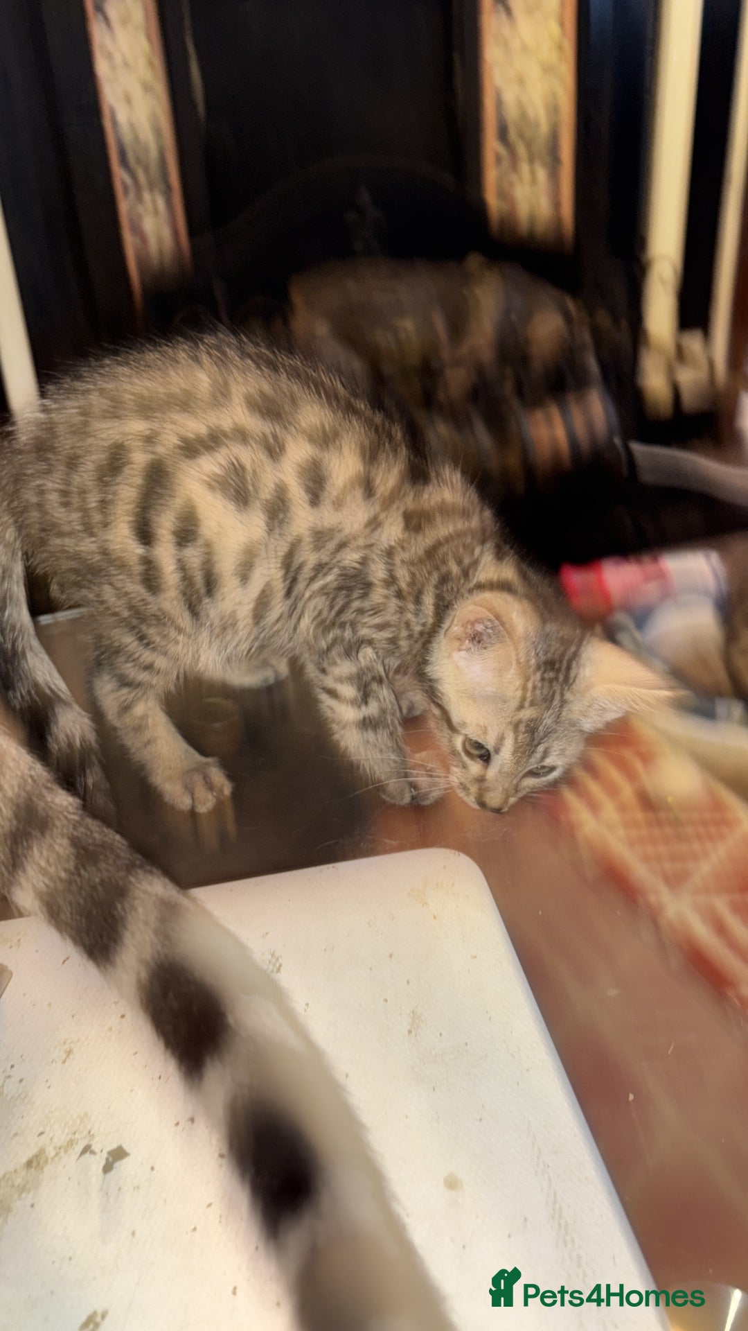 Bengal cats for sale: Bengal kittens tegistered - Image 7