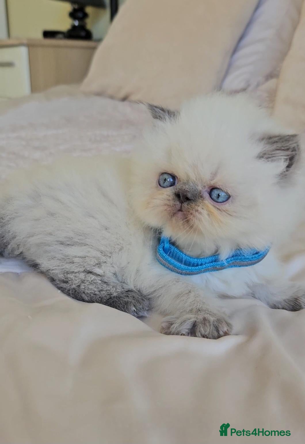 Persian cats Stunning Top Quality Persian Kittens  - Advert 19