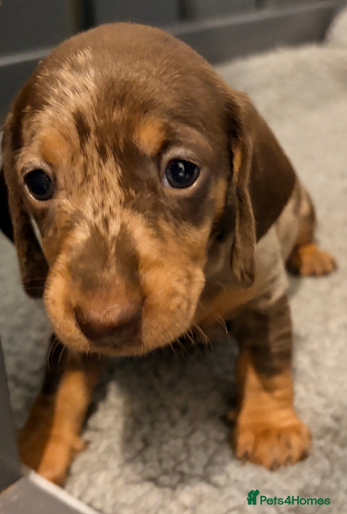 Miniature Dachshund dogs Outstanding miniature dapple dachshund puppies - Advert 2