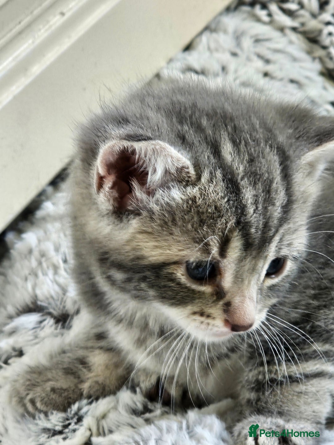 Mixed Breed cats for sale: Tabby mix rangdoll and black - Image 9