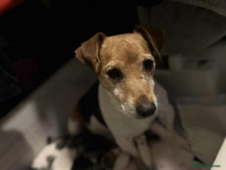 Jack Russell dogs - Advert 35