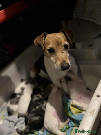 Jack Russell dogs - Advert 4