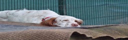 English Setter dogs for adoption: Aramis - Advert 4