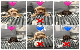 Cocker Spaniel dogs for sale: Cocker spaniel puppies - Advert 7