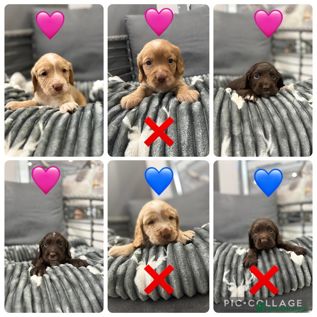 Cocker Spaniel dogs for sale: Cocker spaniel puppies - Advert 7