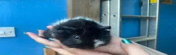Guinea Pig rodents for sale: Baby guinea pig boys and girls - Advert 4