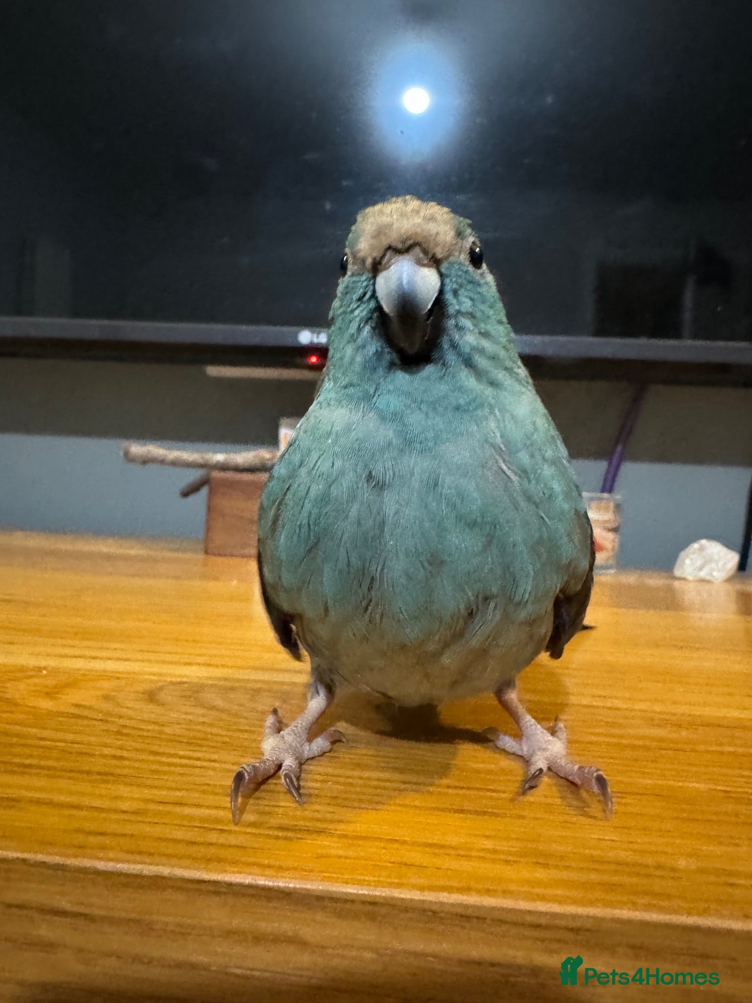 Mixed Breed birds Teal, the kakariki  - Advert 3