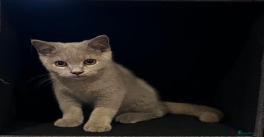 British Shorthair cats - Advert 10
