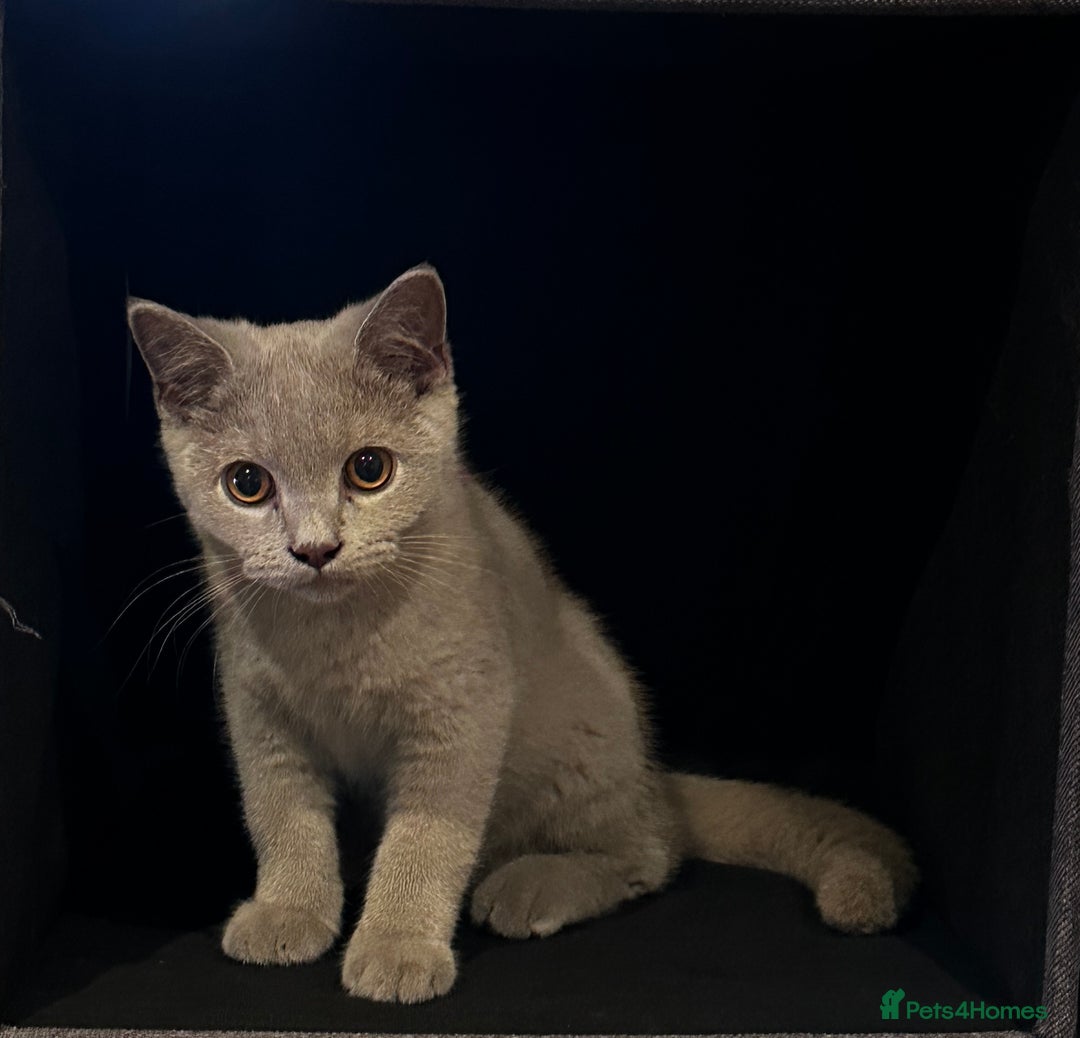 British Shorthair cats for sale: BSH kitten - Young lilac male - Available now. - Image 2