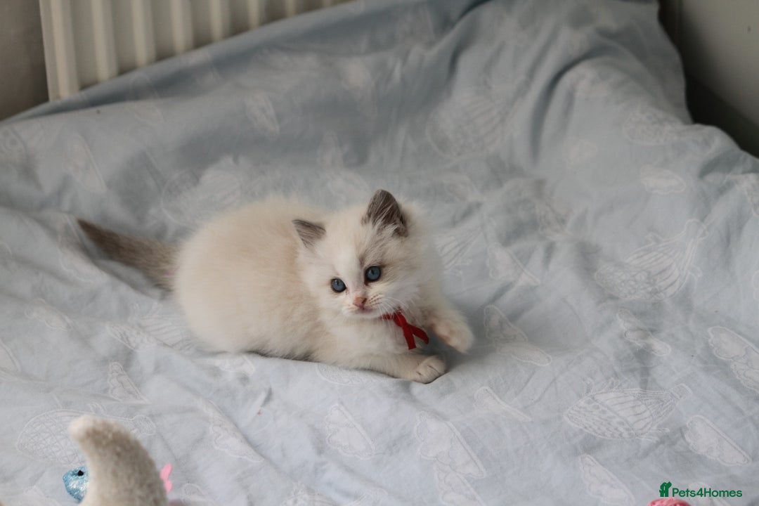 Ragdoll cats for sale: Active TICA princesses 👑❤️🩷💜 - Image 9