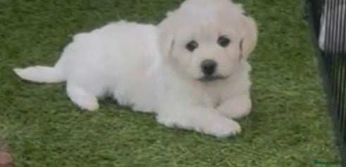 Bichon Frise dogs Bonnie - Advert 1