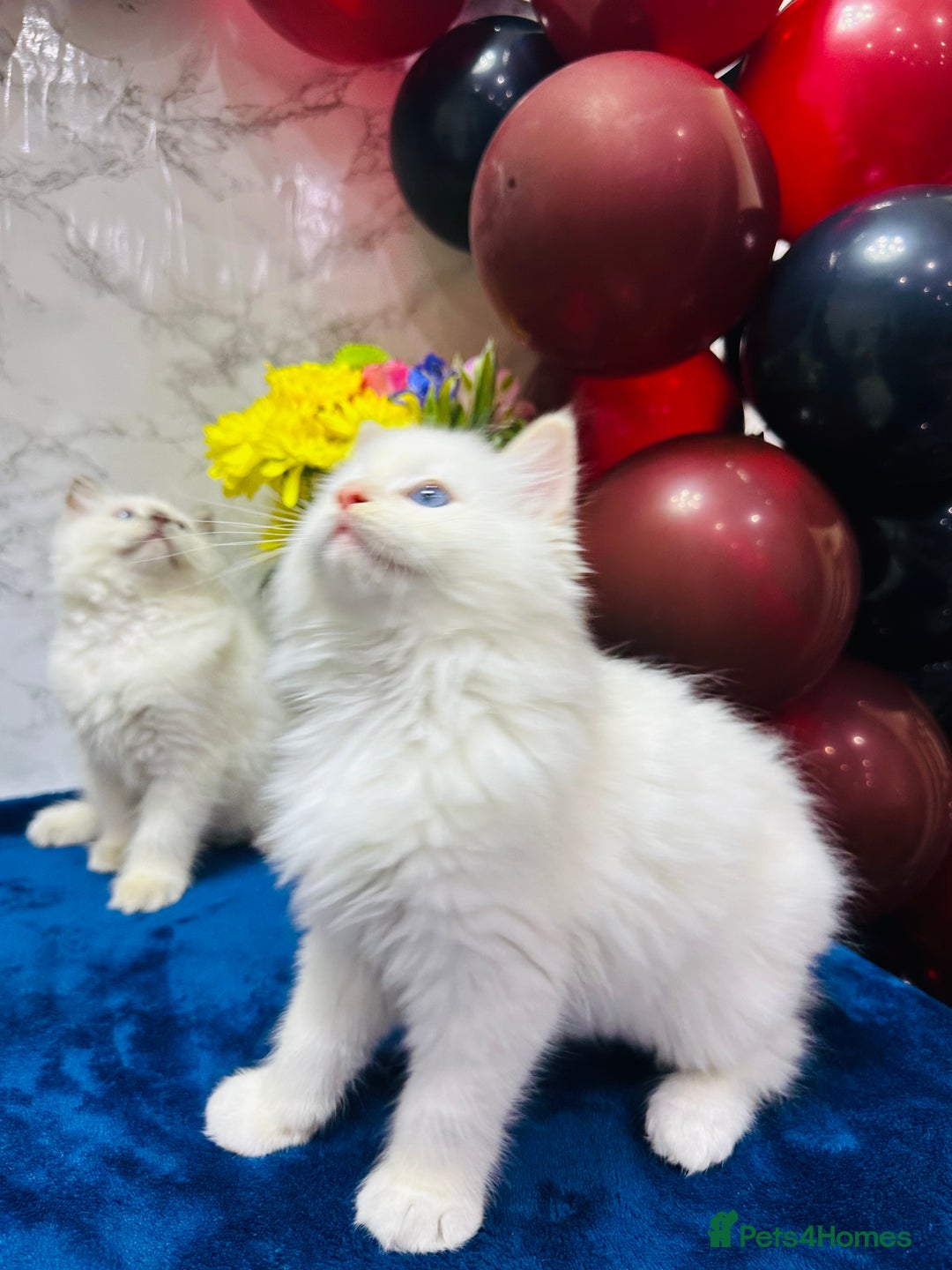 Ragdoll cats for sale: TICA Registered Magnificent Ragdoll kittens  - Image 8
