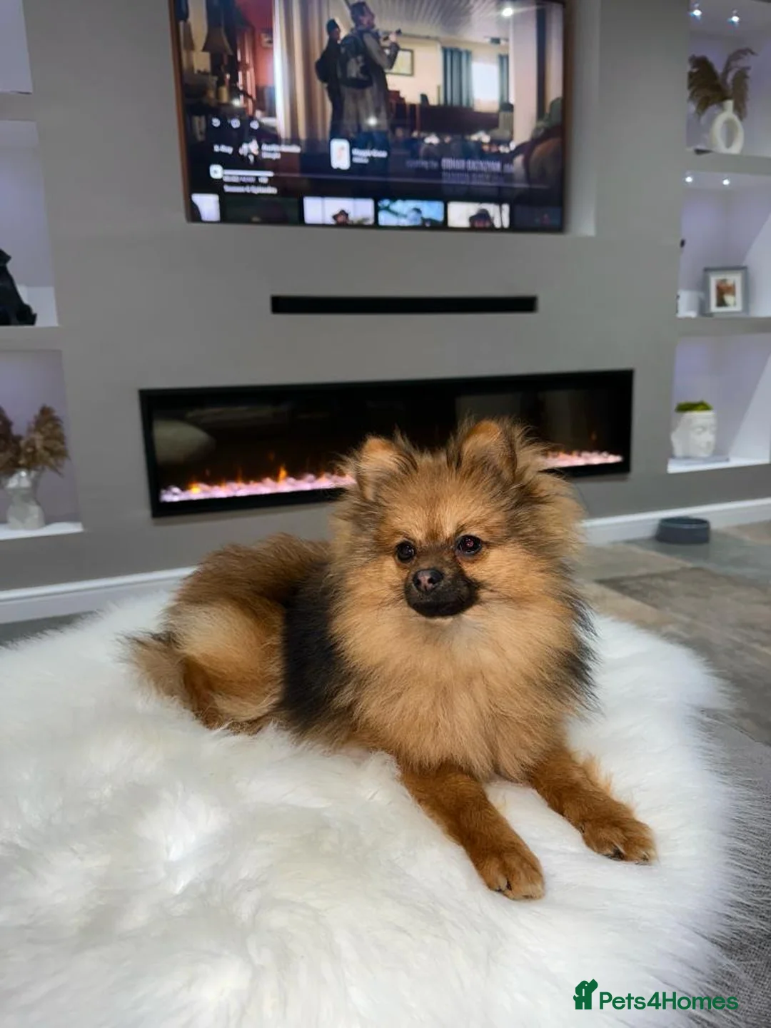 Pomeranian dogs for stud: beautiful Pomeranian boy Norman in Shildon - Advert 2